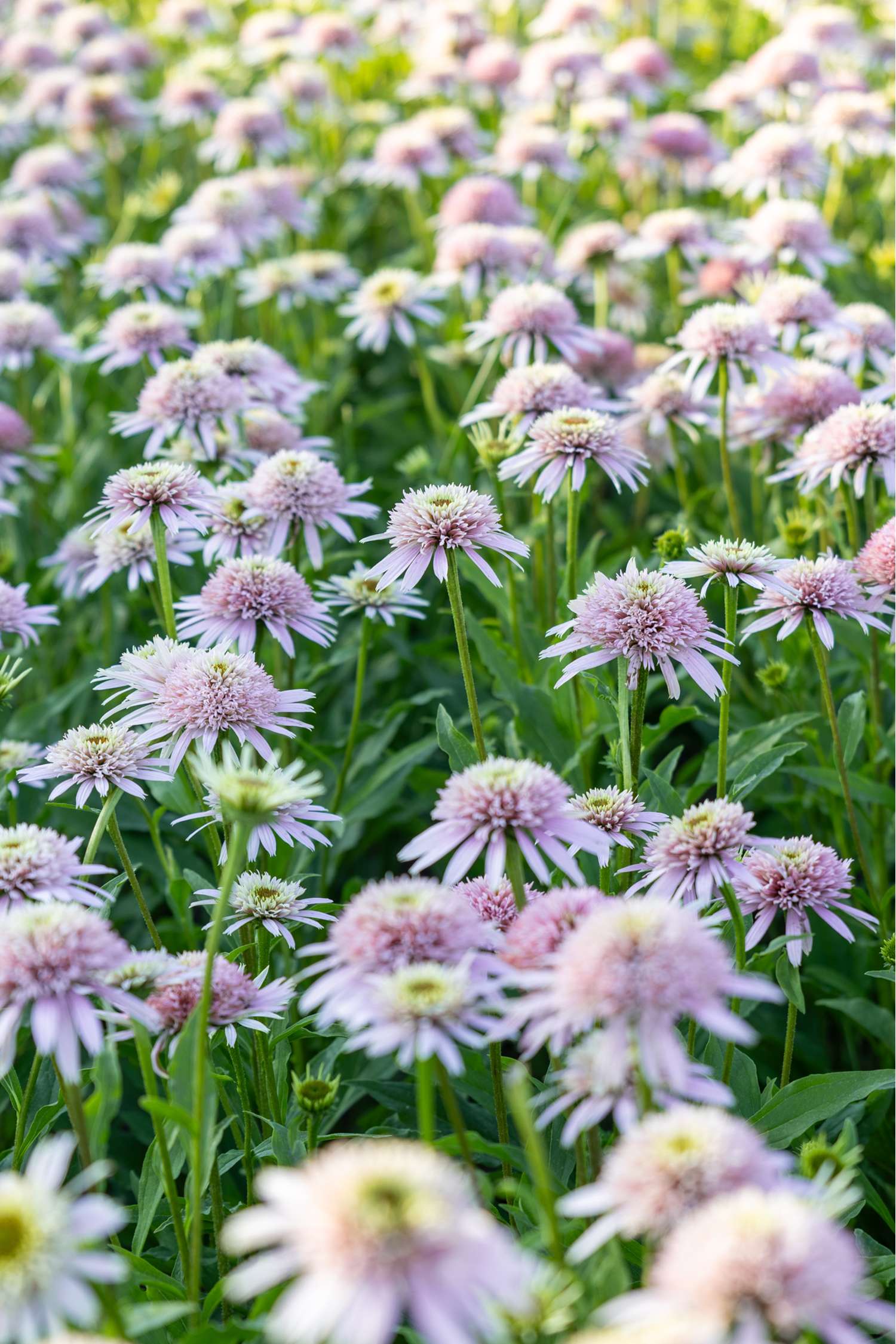 Purpursolhat 'Cherry Fluff'